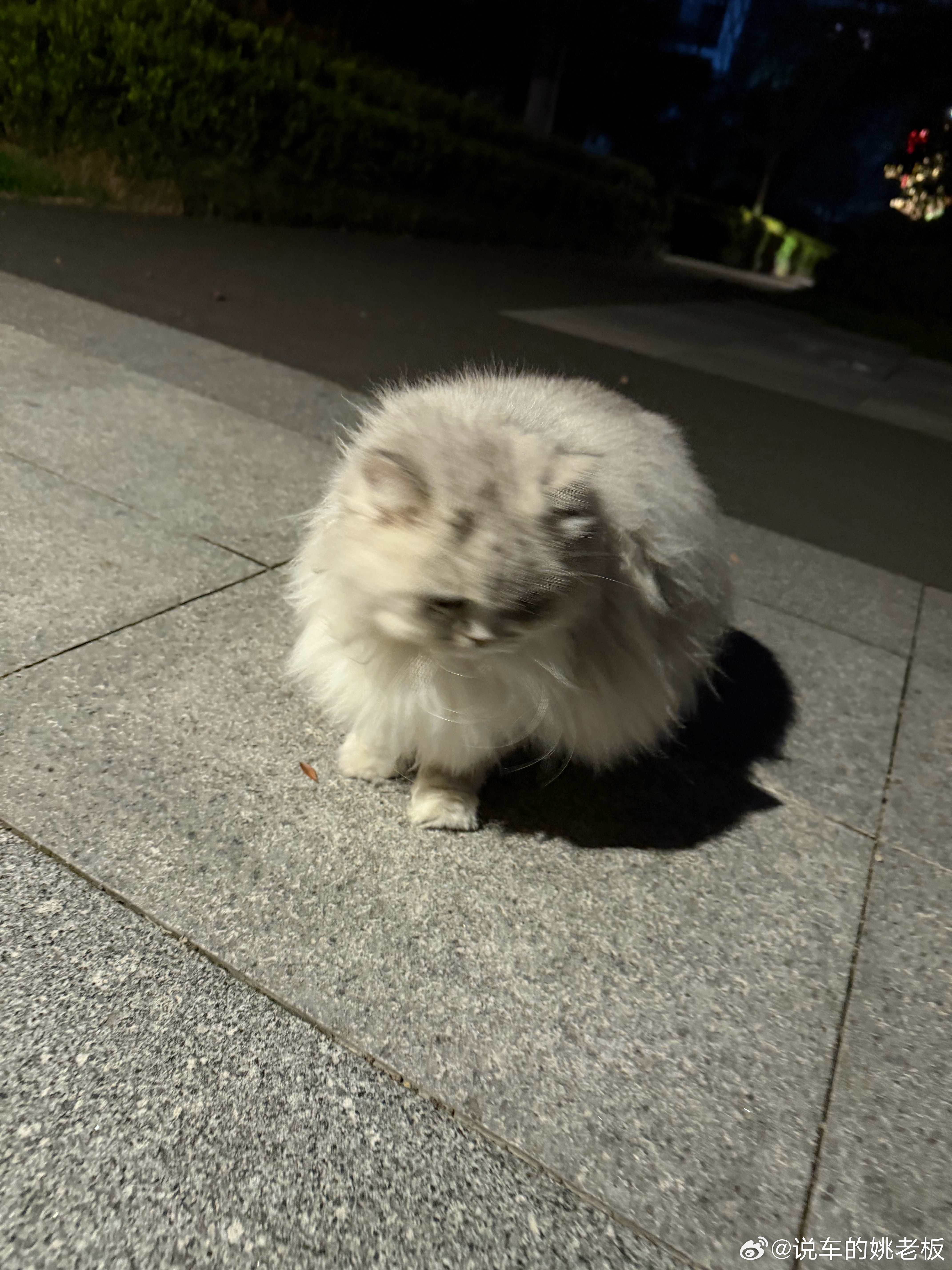 杭州小区的流量猫 都这么高级了么 杭州