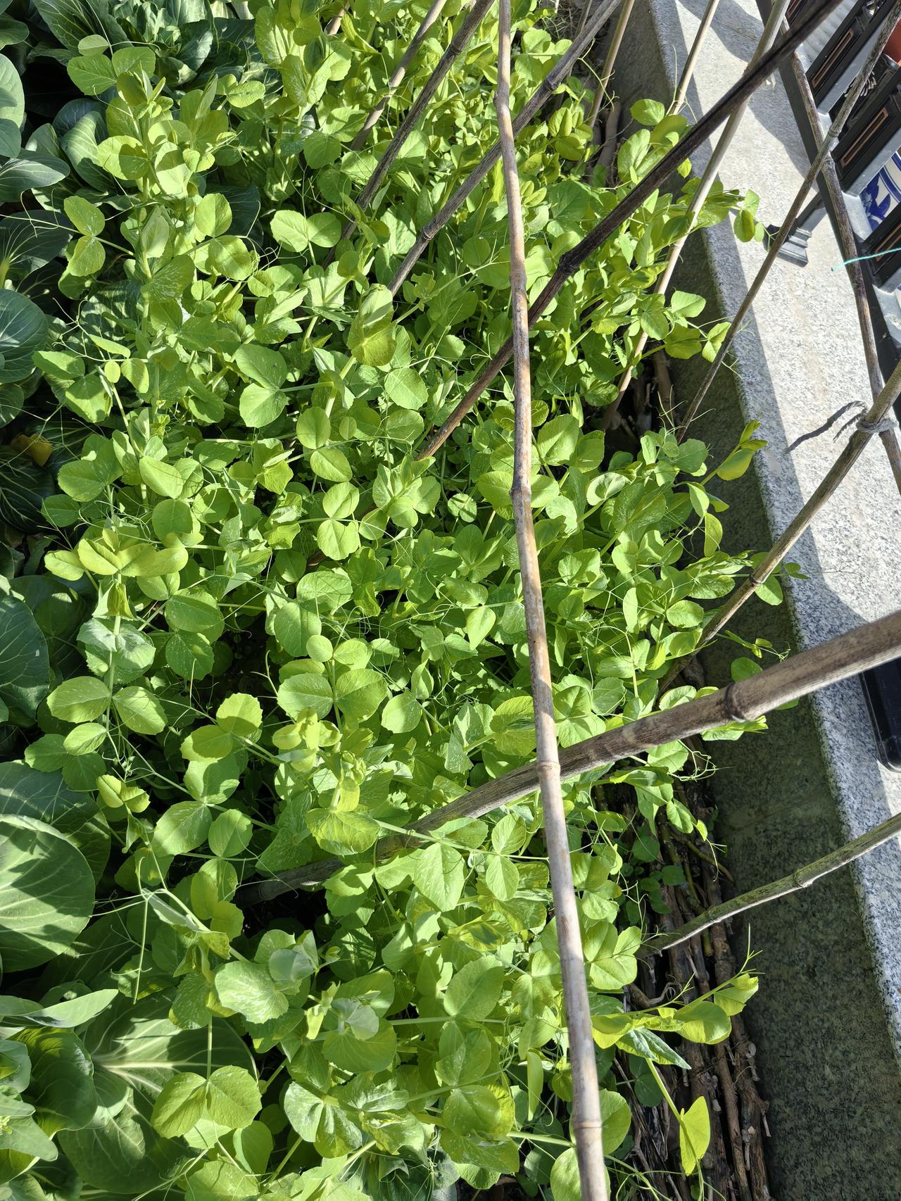 这一开春，气温升高，豌豆苗们立马拼命长，一天都要长高一大截。

可奇怪的是，这豌