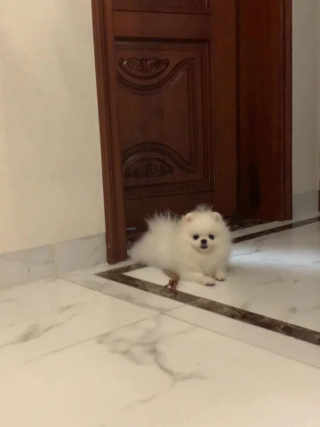 白色小保安