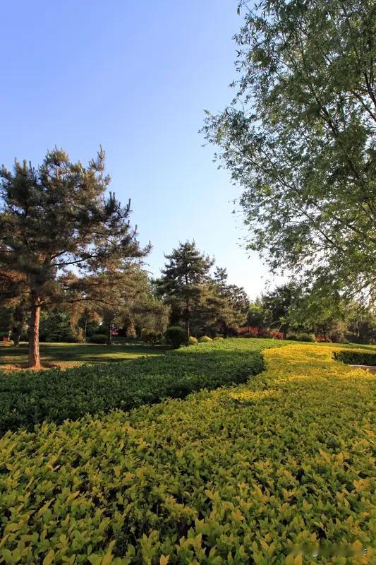 三月的武汉，城区里藏着绝美风景。东西湖区径西六路沿线的中央明渠樱花溪公园，就是个