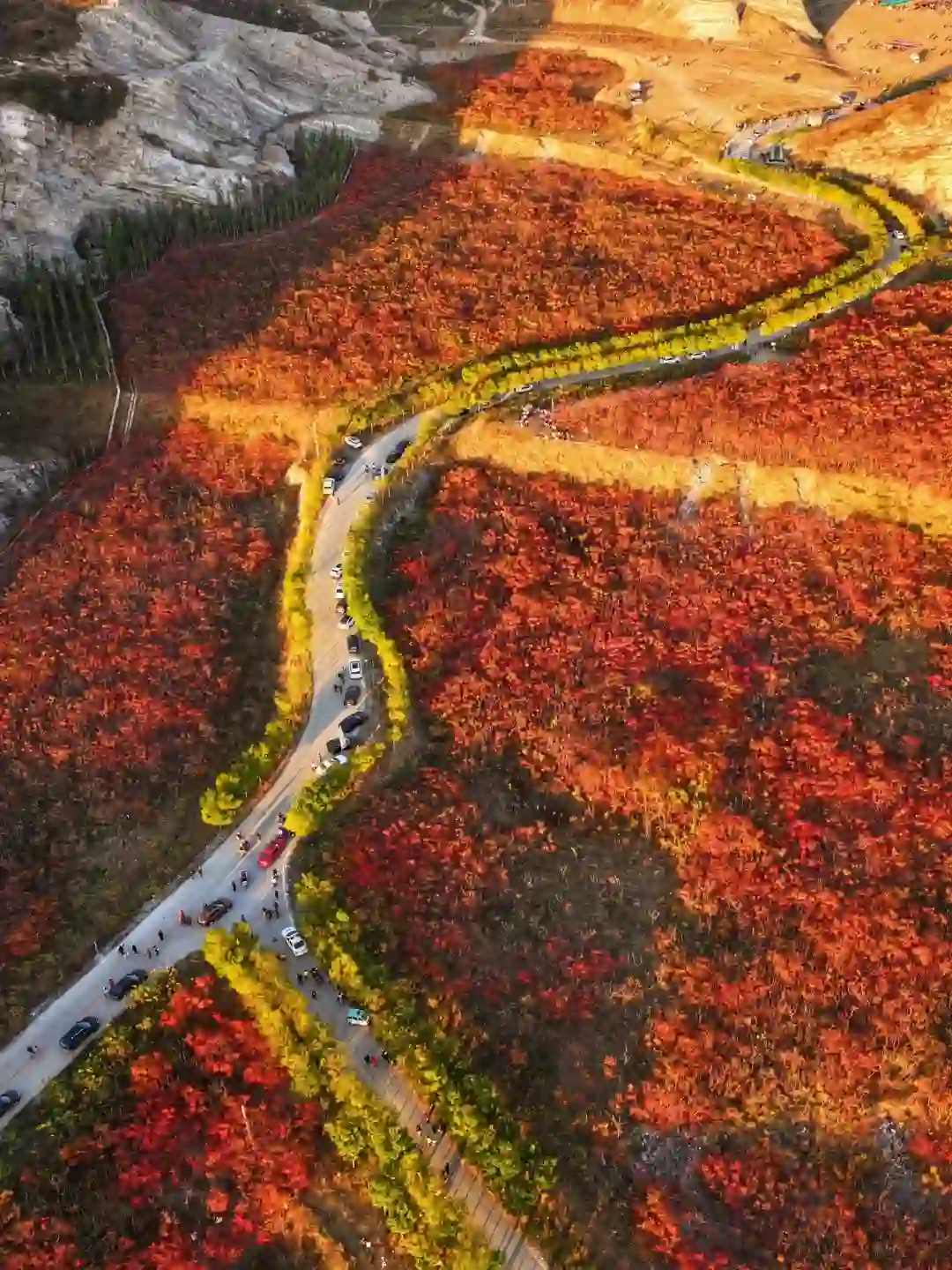 满山红遍🍁日照金山红叶谷太震撼了‼️