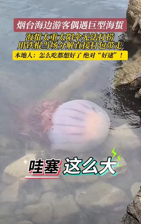 “天上掉馅饼了！”近日，山东烟台，一群游客在海边玩耍时，意外看到了一只巨大无比的