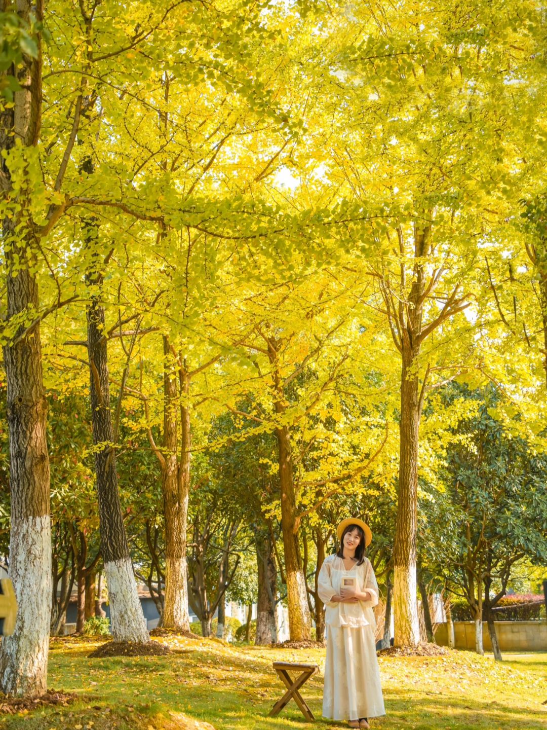 武汉小众公园的银杏黄了🍂真没人 快冲‼️