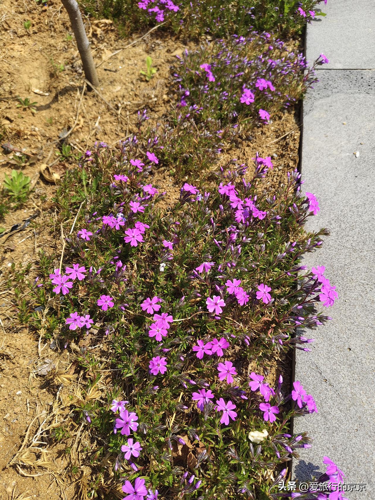 今年春天最想实现的心愿和平和平和平...