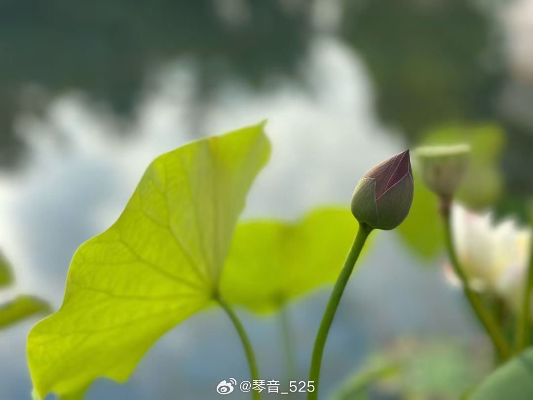 张庭 希望你同荷花一样出淤泥而不染 