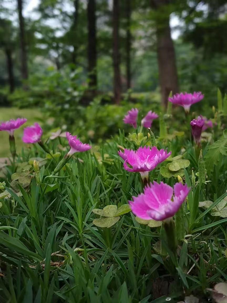 雨润千山绿谷盈万物苏 ​​​