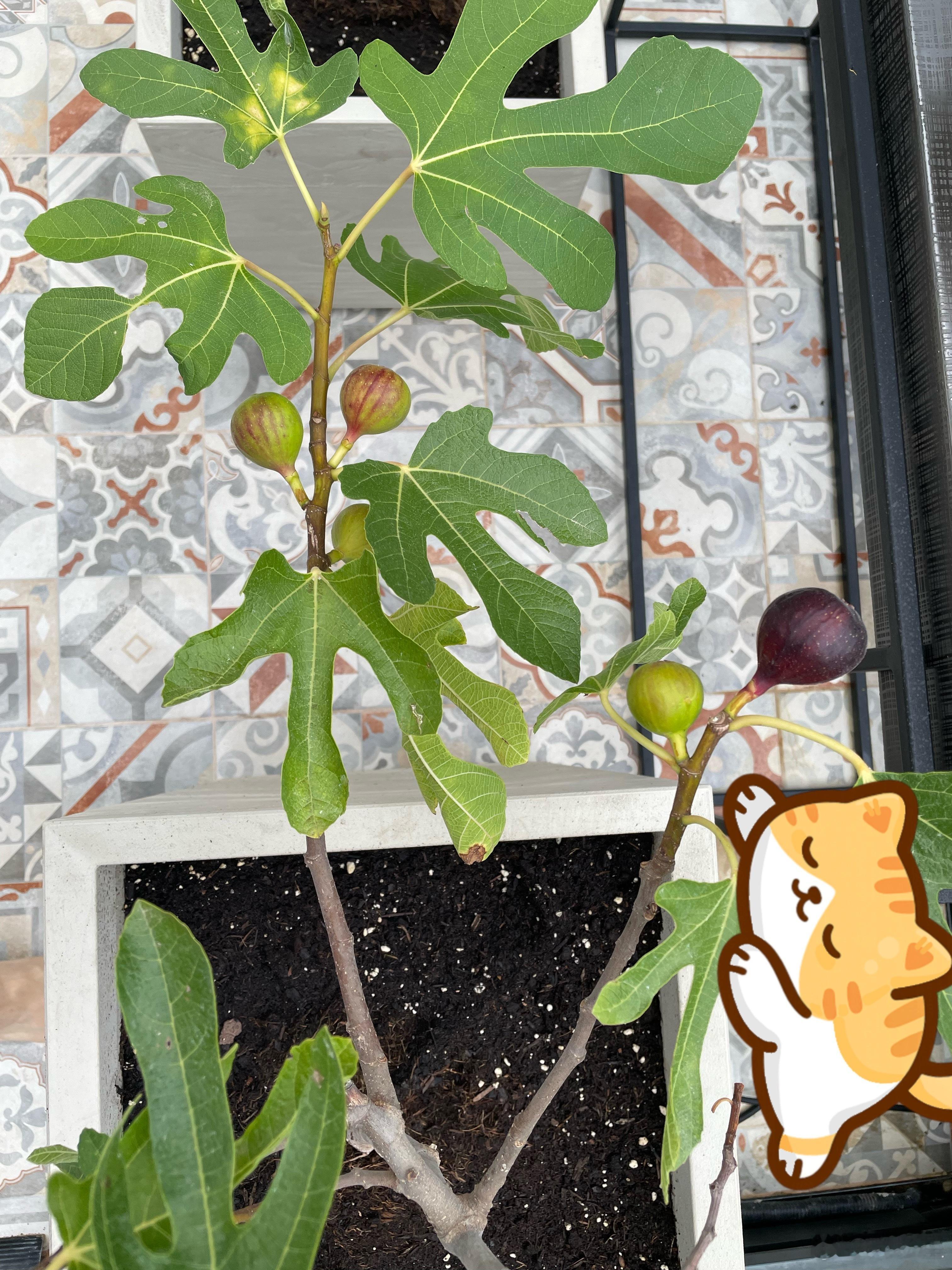 无花果熟了前几天把无花果搬进温室后，2天熟了2个，褐色变紫色，就是一夜之间的事。