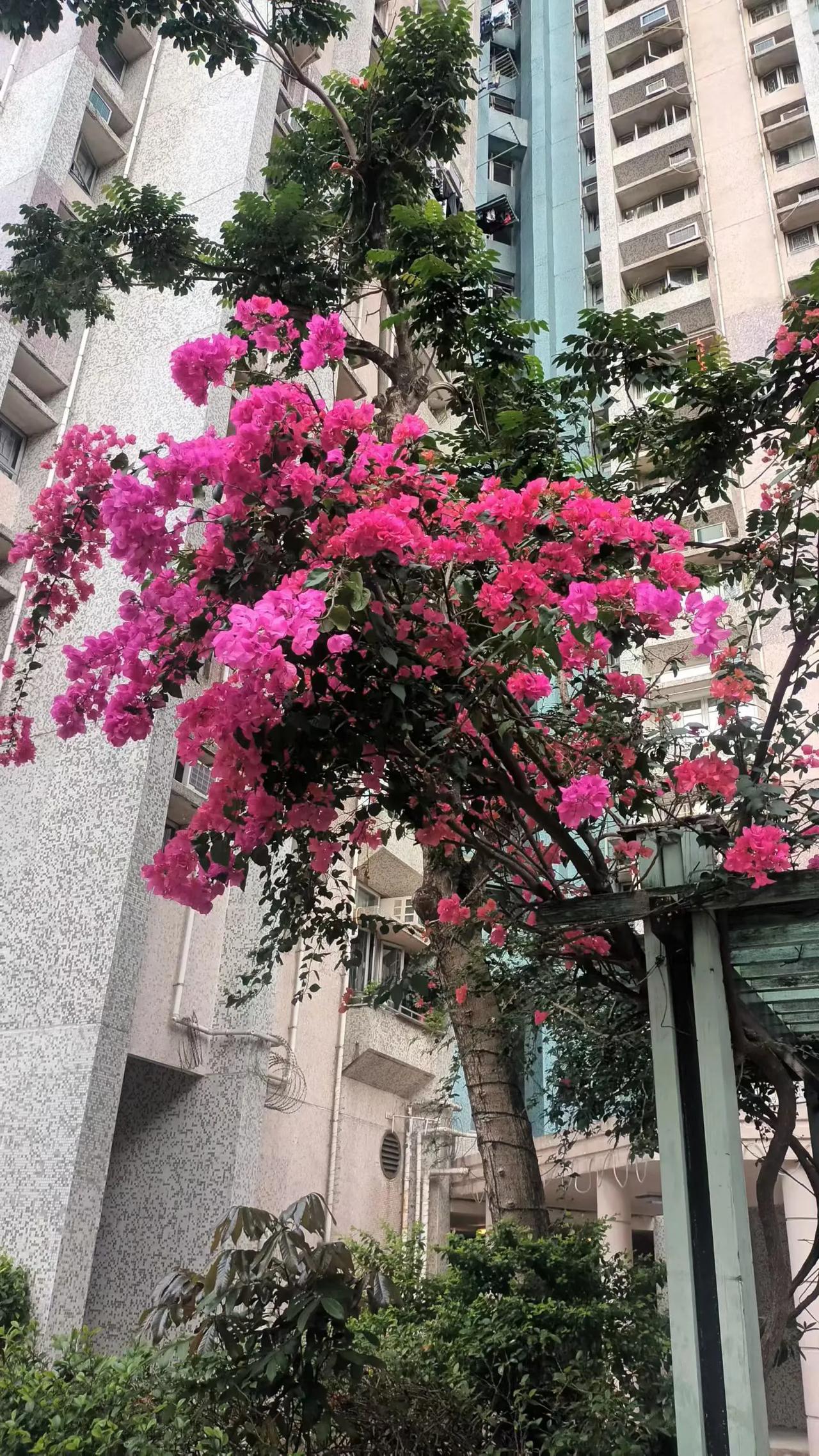 南国四季春常在
​古木弥坚花盛开
​为口奔忙且留步
​莫负路上好风光