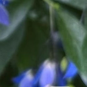 蓝吊钟的种植方法蓝吊钟攀援型小众花卉，花朵呈蓝紫色喇叭样式，花心点缀黄斑，花姿飘