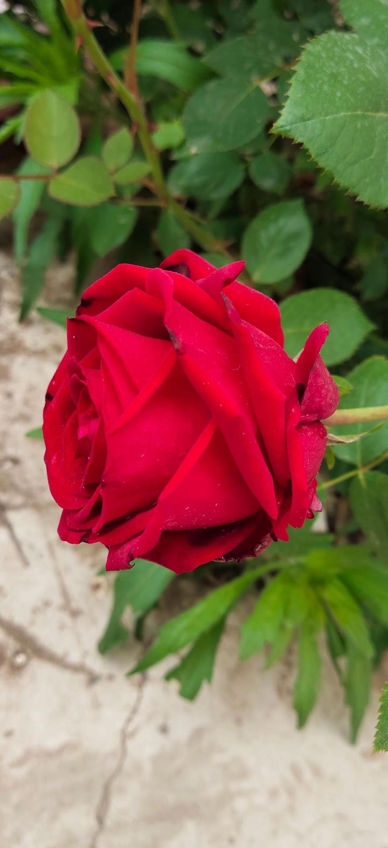 如果有一小院，我愿全部种满鲜花，每日与鲜花为伴，把人世间的烦忧隔绝在心灵之外……