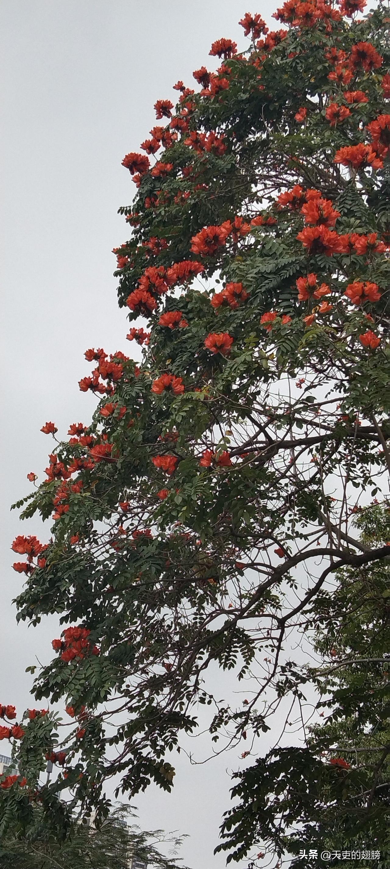 晒一晒随手一拍美丽的花朵