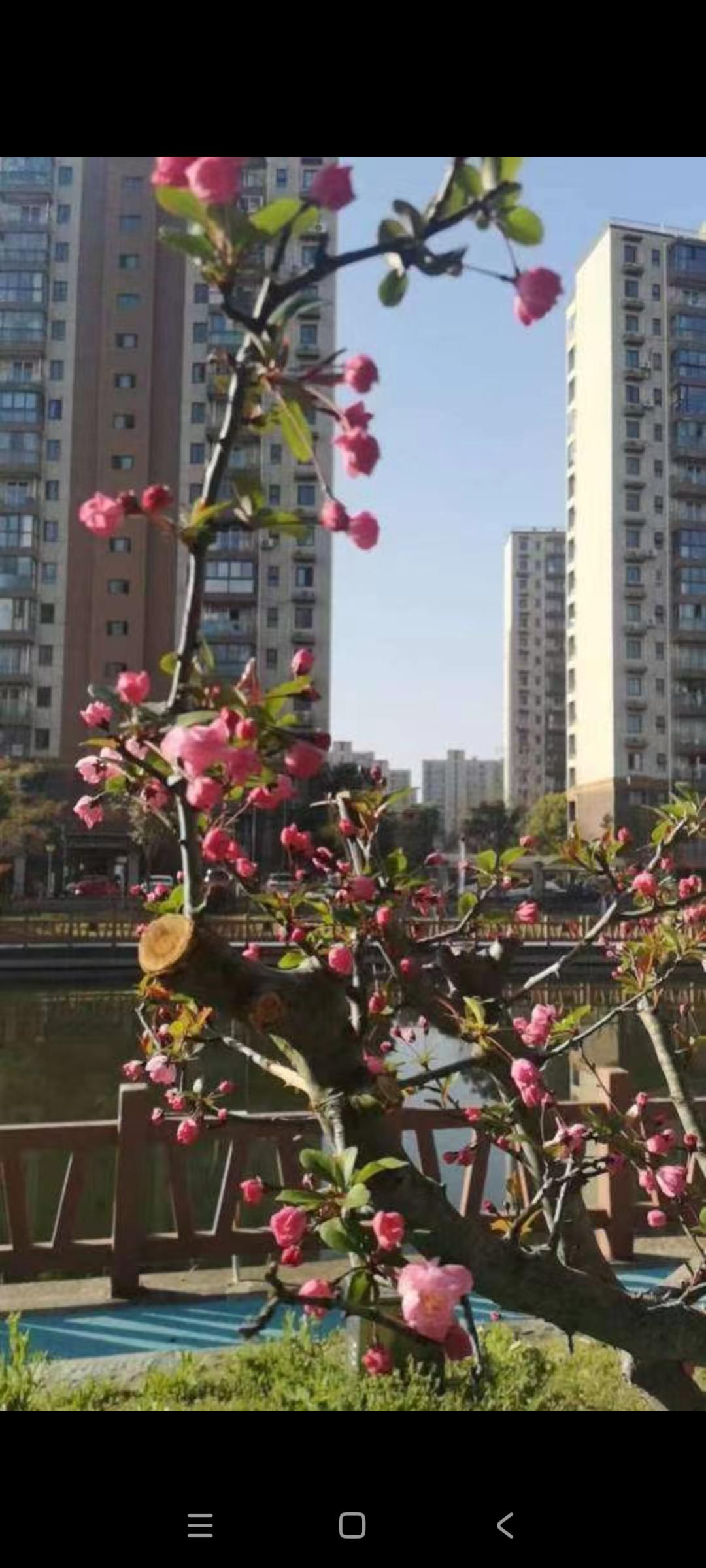 走在小区里，用心欣赏着沿途的风景。
走过寒风凛冽的冬天，终于迎来了春暖花开。
走