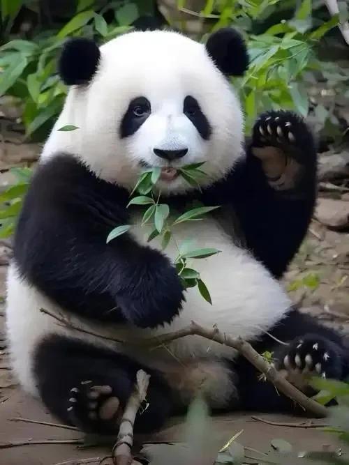 旅居日本的大熊猫“晓晓”、“蕾蕾”双双归国！标志着日本将结束自1972年以来租借