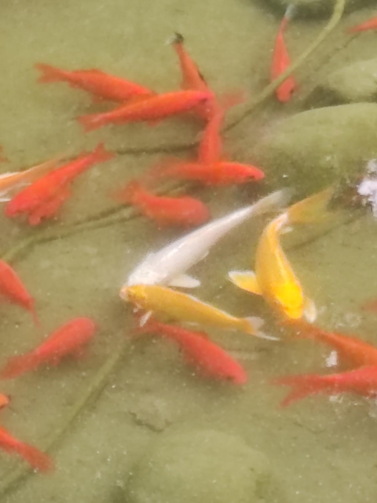 夏日美景随拍《锦鲤戏水》浅水池塘水色清，锦鲤游弋惹人睛。红黄白杂颜色好，成群结队