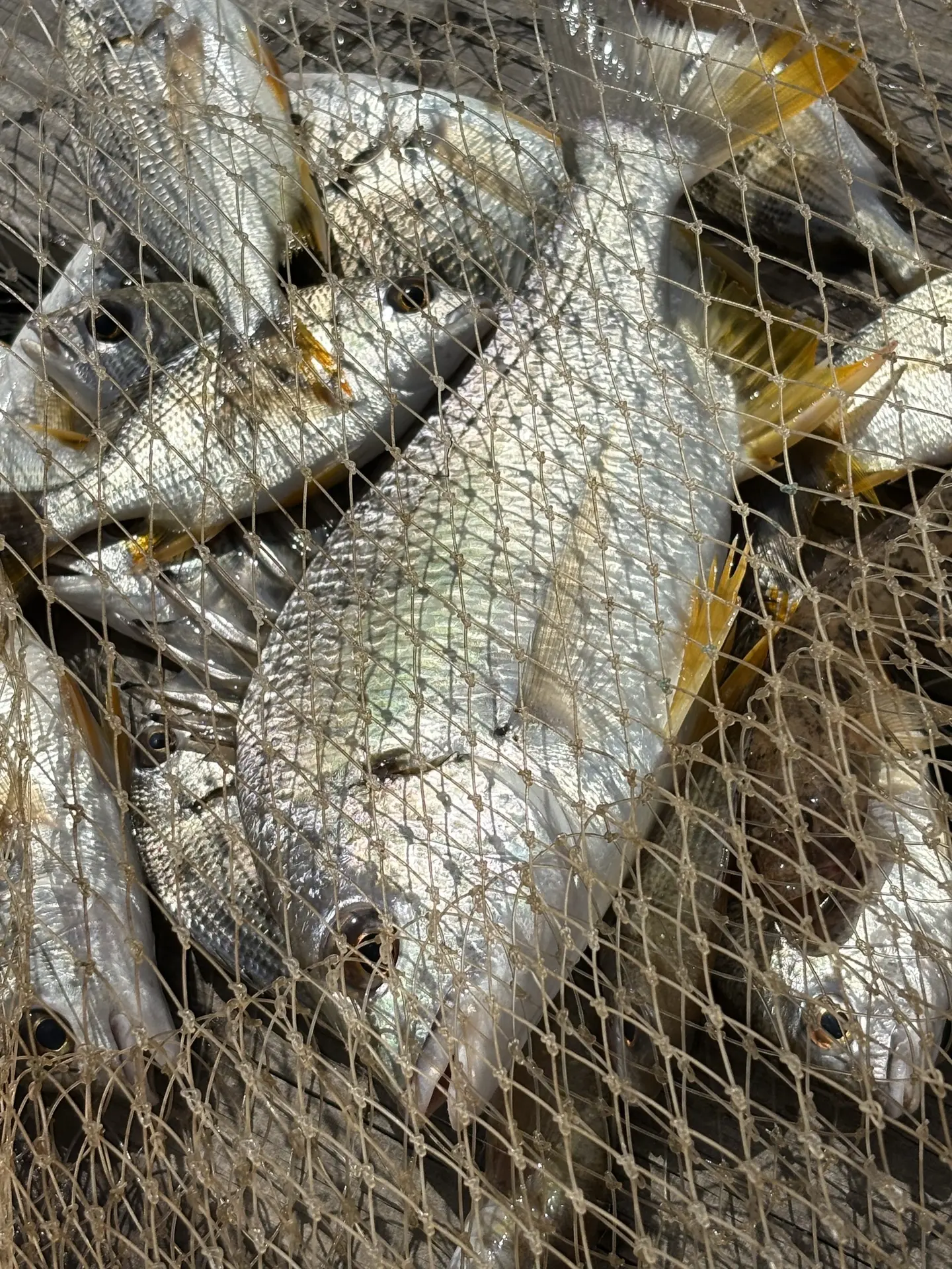 又是晒晕的一天