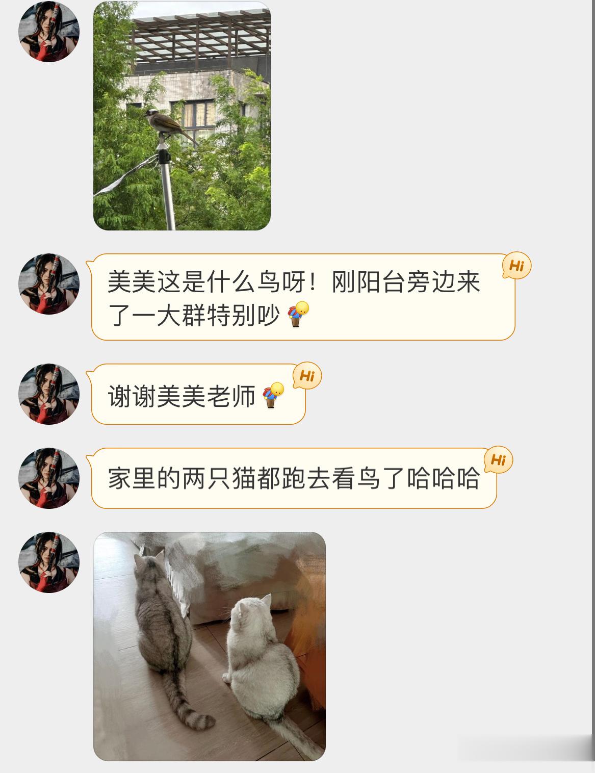 头是白色的，所以是白头鹎bēi小猫咪也喜欢观鸟[开学季] ​​​