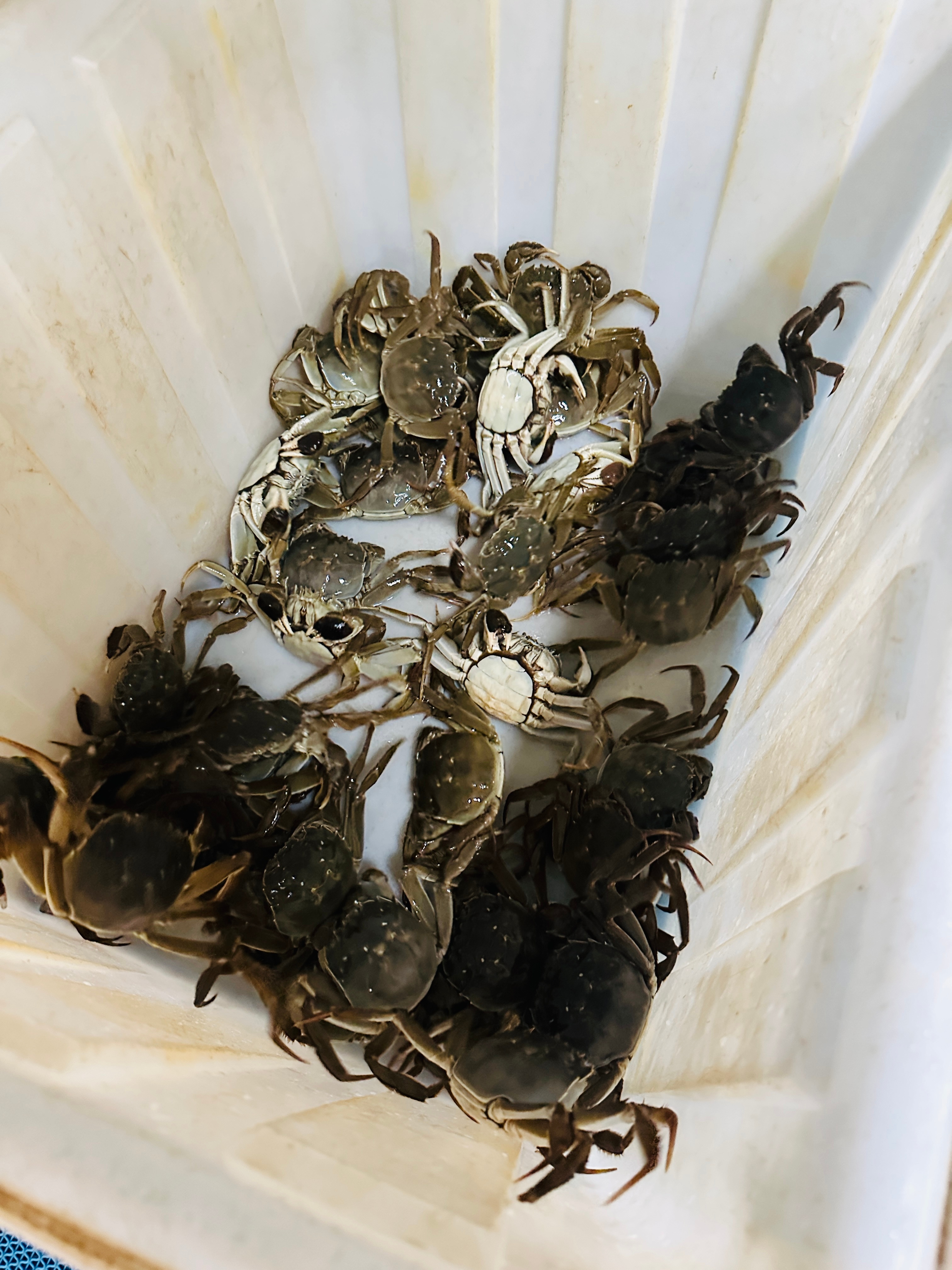 早(๑•̀ㅁ•́ฅ✧，坚守假期最后一天。大闸蟹的滋味，猫和你都想了解jay[偷笑