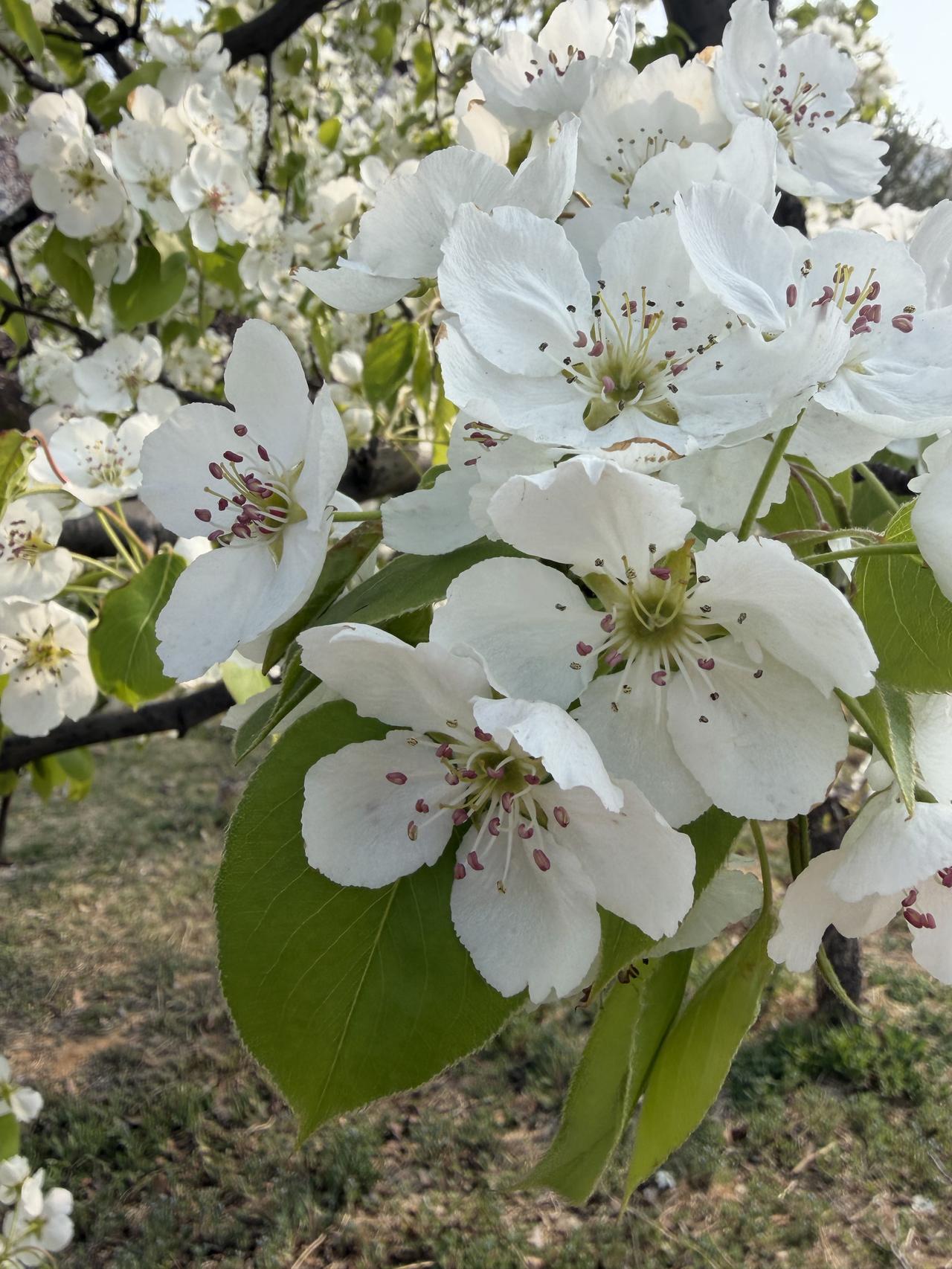 梨花似雪满枝头，
多为开心找理由。
春暖花开多幸福，
只生快乐不生愁。