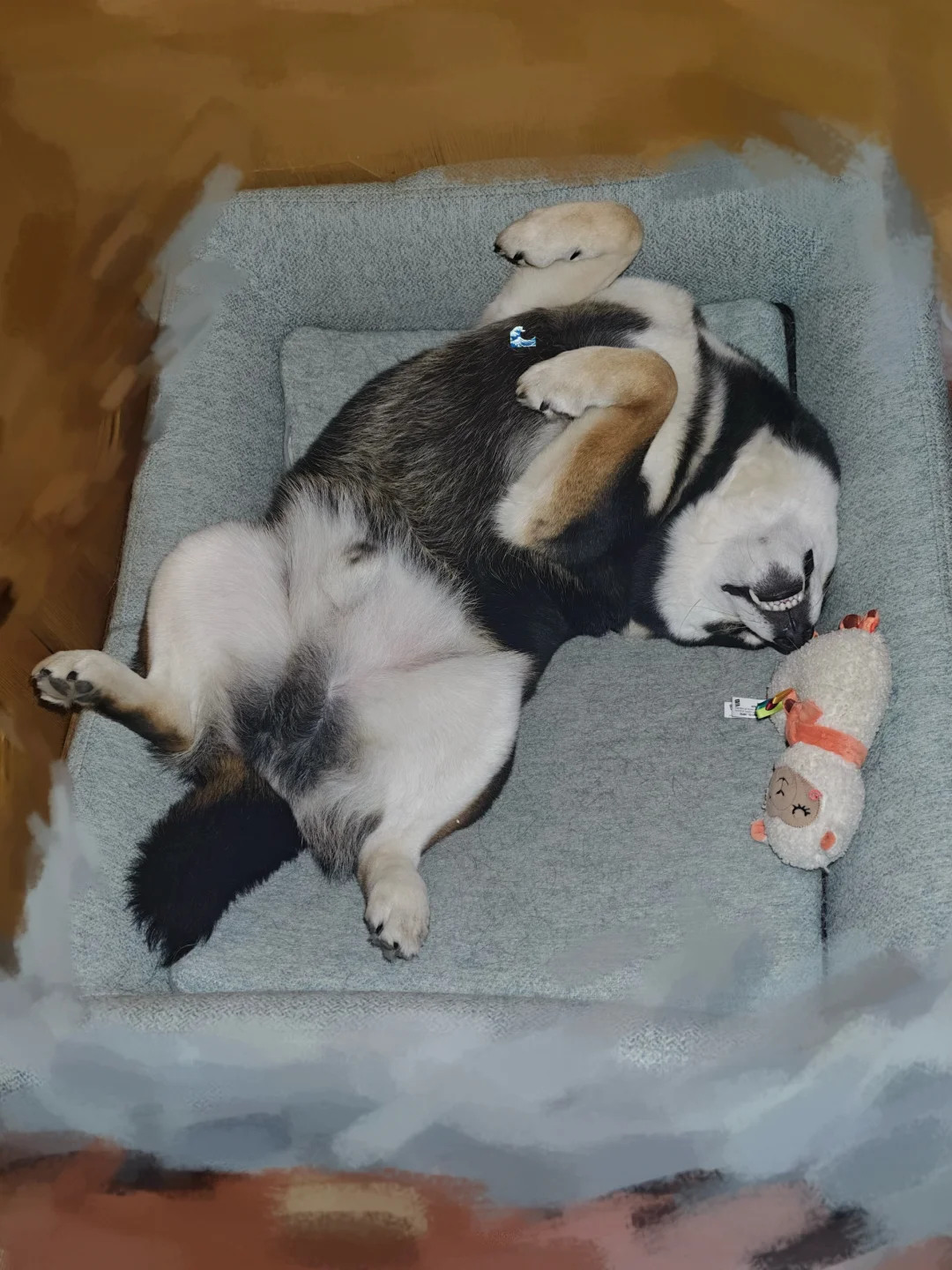 看看大家的小狗都是怎么睡觉的