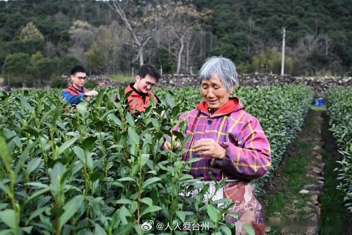 从散到聚台州用一片叶子串起茶农致富链 在台州市三门县珠岙镇，拥有超500年种茶历