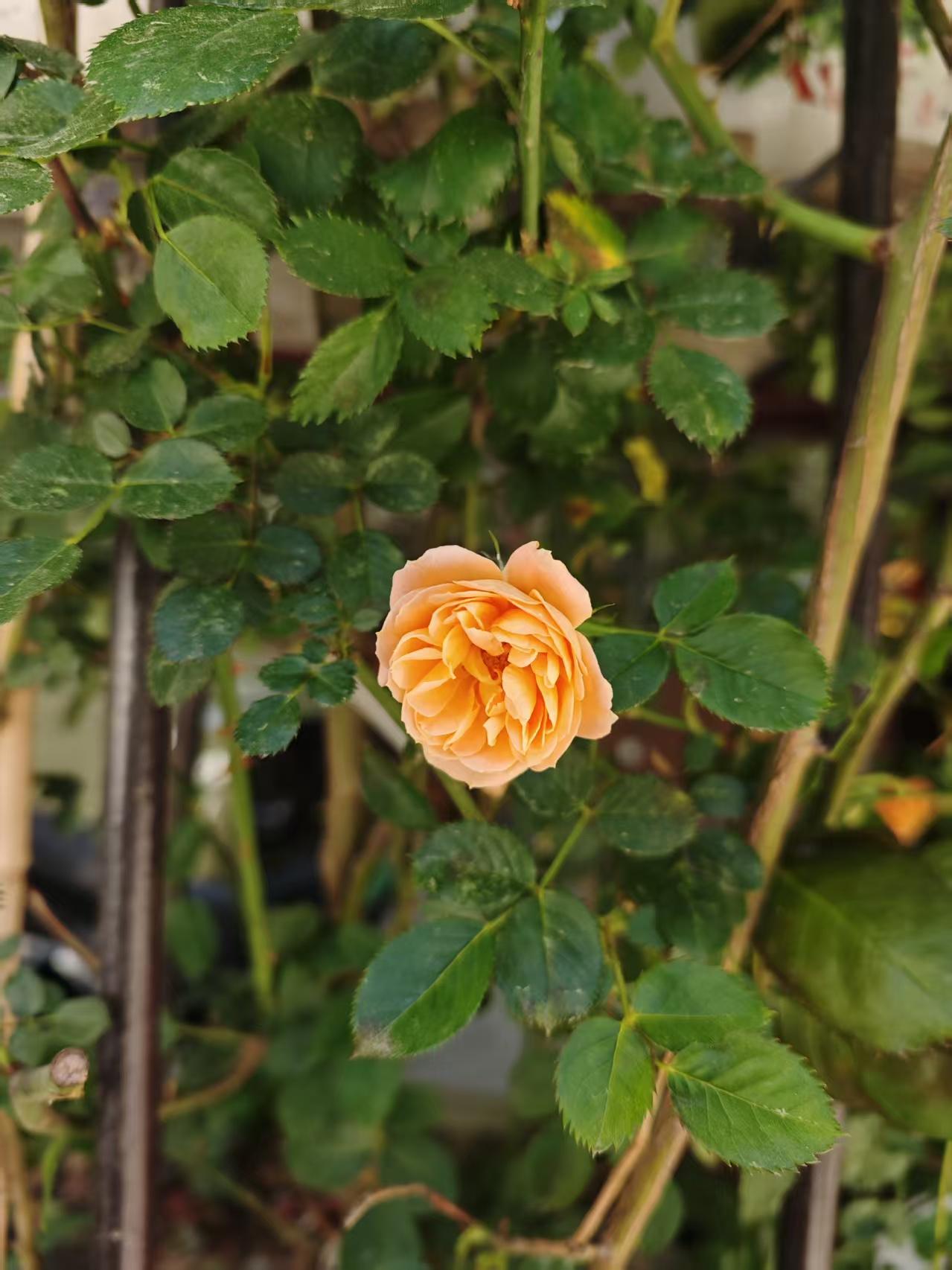 这两天，我手机里那几个平时吵翻天的供应链群，死寂得像坟场。

几个常年靠“茶水费