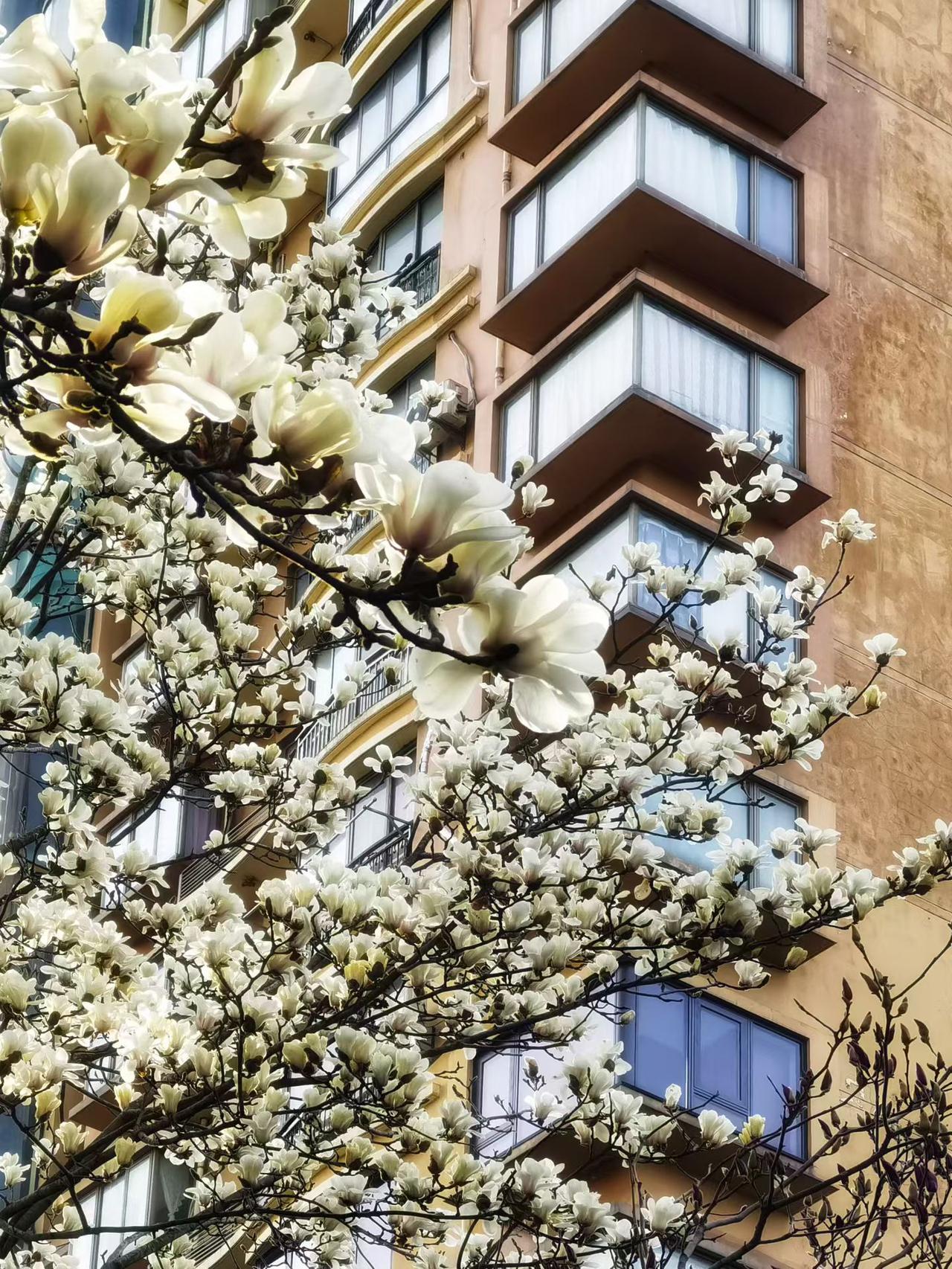 看看你拍的玉兰花玉兰花开告诉我们春的脚步已悄悄走来，春回大地万物复苏。