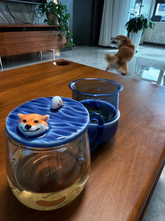 家里又多了一只柴犬🐶