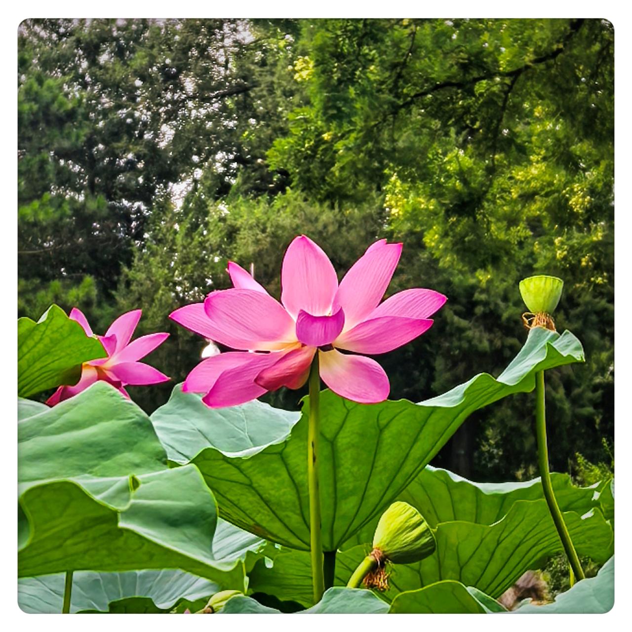 分享一张随手拍的花。北京八月赏荷花
