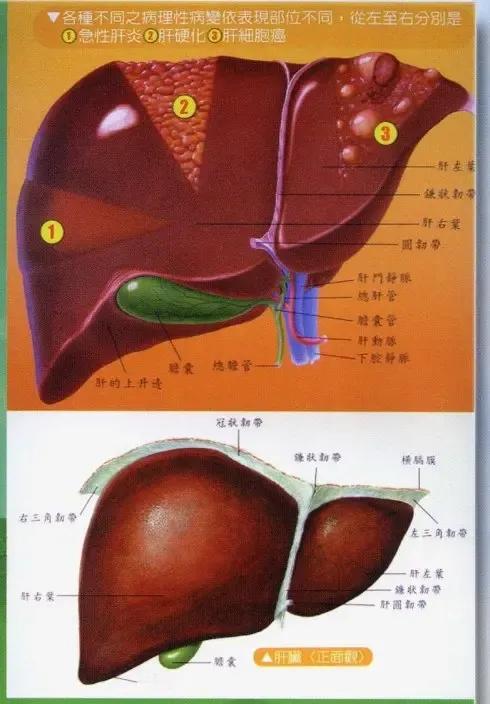 《脂肪肝的解读与防治》
 
脂肪肝的解读
 
什么是脂肪肝
 
脂肪肝是一种由于