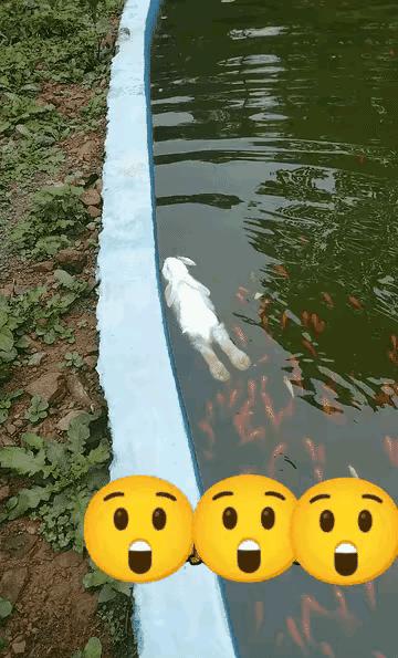 近日，广东一名男子于傍晚时分误将湖中一只游泳的小白兔当作溺水者奔忙施救，近看反转