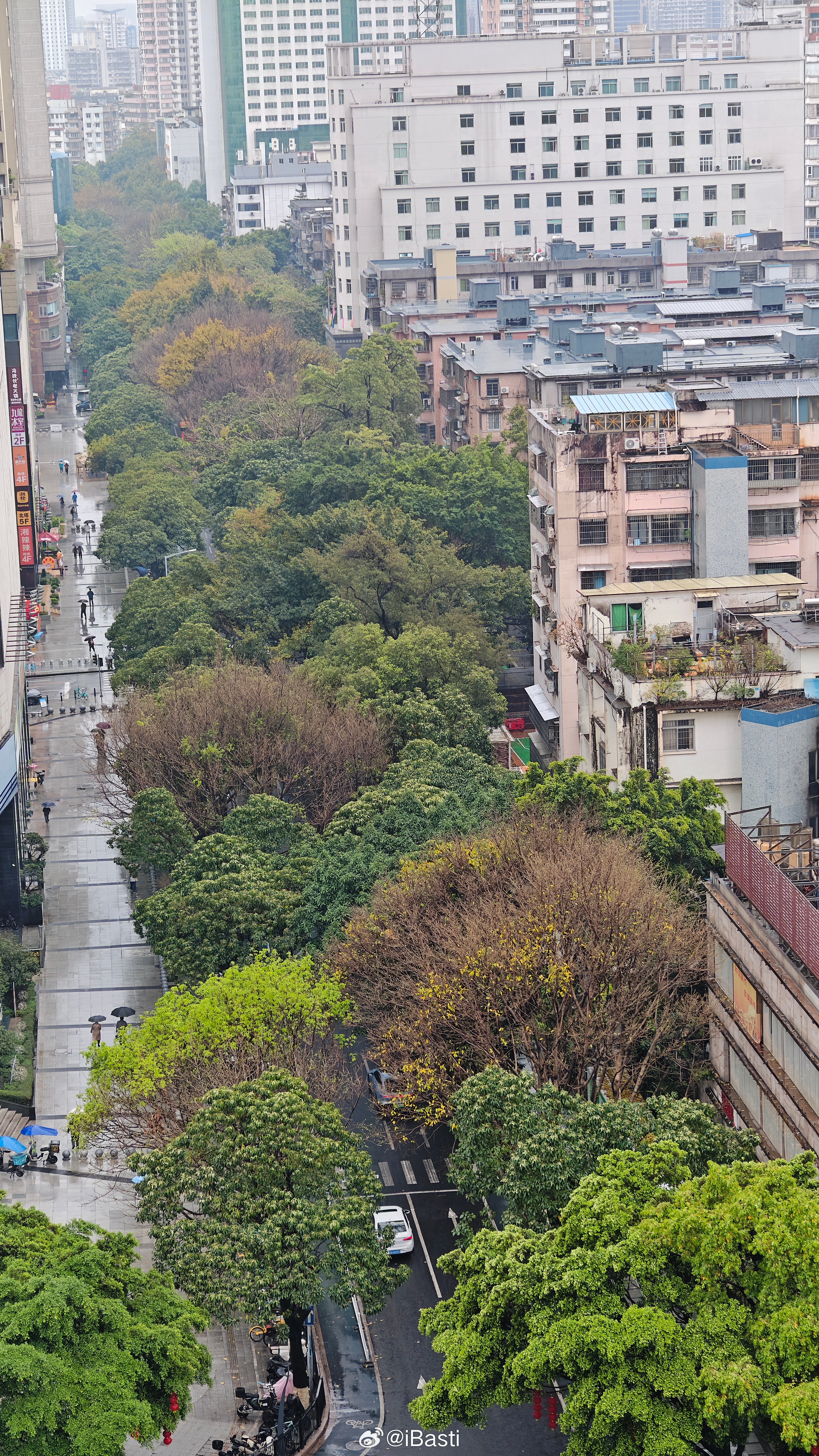 绿油油的广州春雨天 