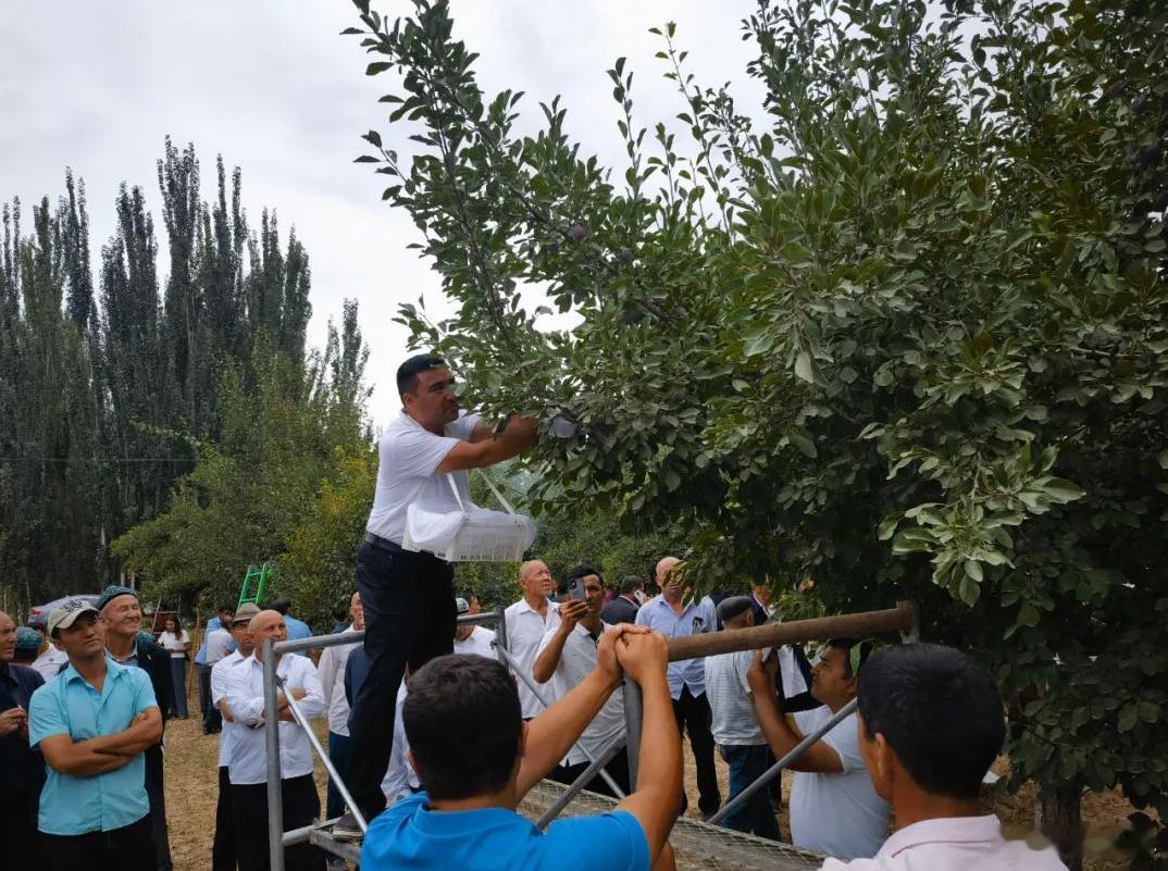 #本草纲目欧洲李今日天山伽师梅#大家都对新疆种出来的伽师新梅很认可的，营养丰富，