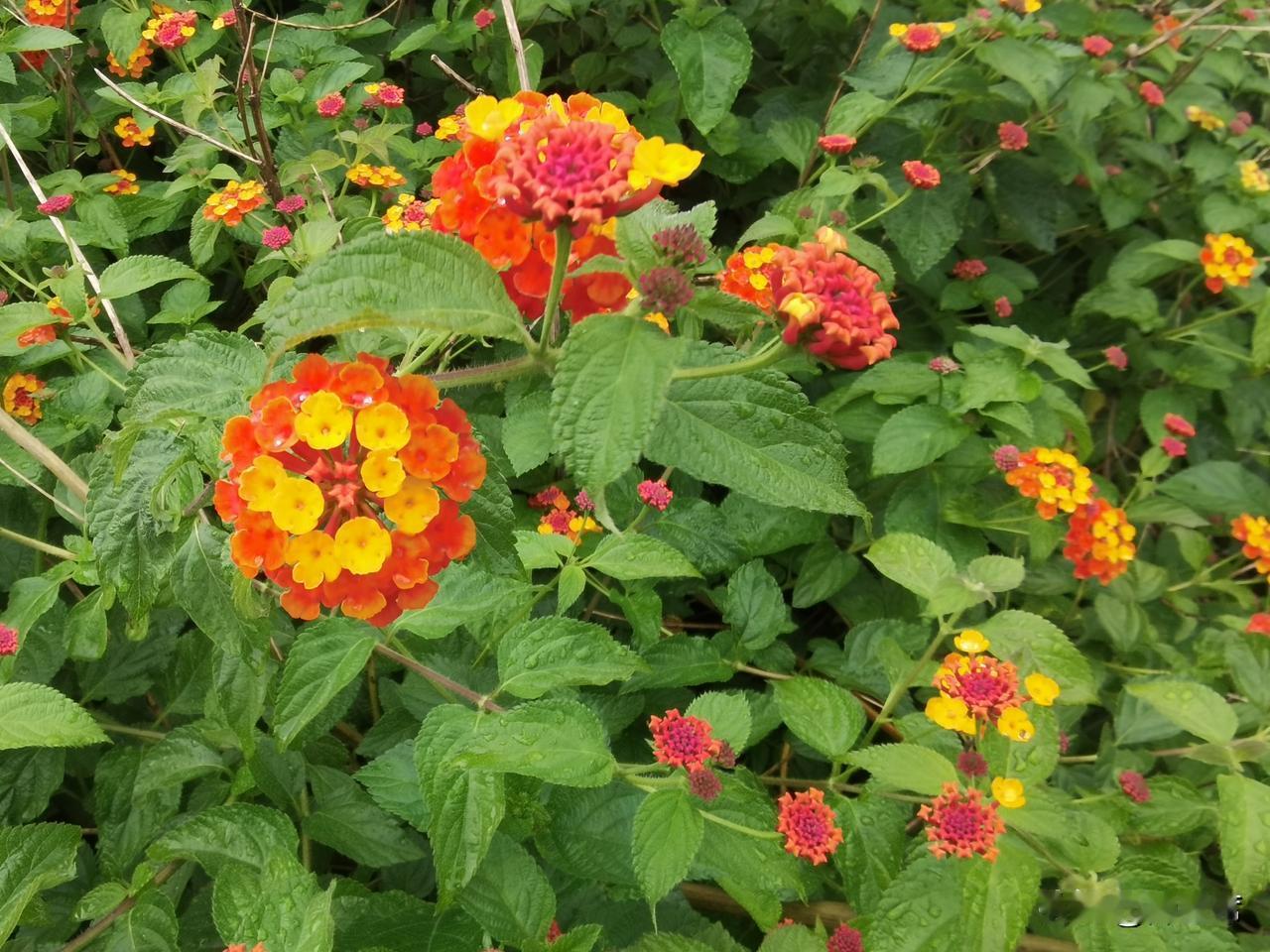 晒图笔记大赛马缨丹又叫“五色梅”，它是出了名的“花中变色龙”。同一花序上的小花会