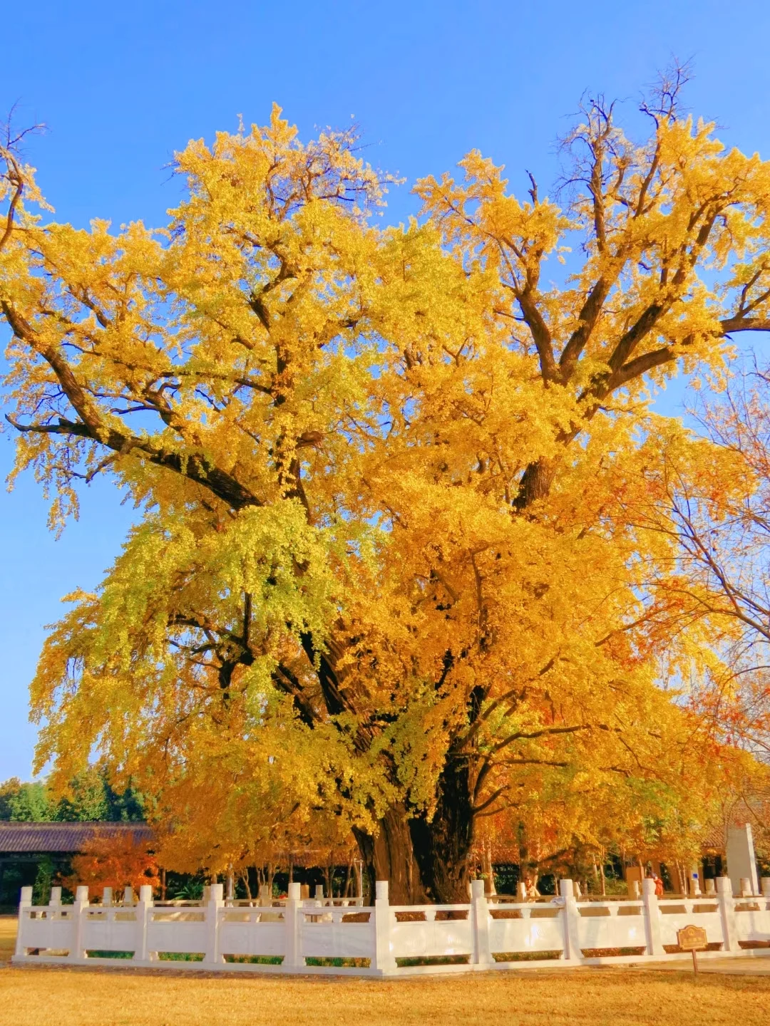 在南京｜完美避开99%游客的赏秋路线