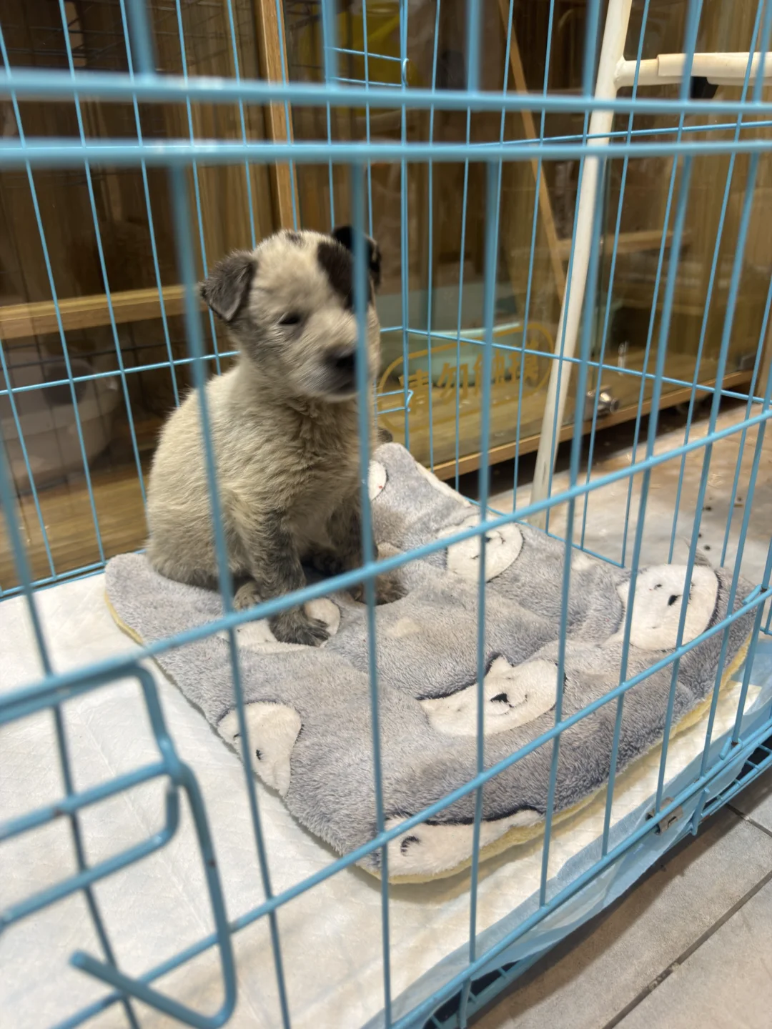 替初一找领养人