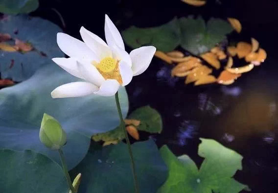 发脾气是最亏本的生意。你发了脾气，心 脏不好，血压升高，很难过，晚上睡不好觉，对