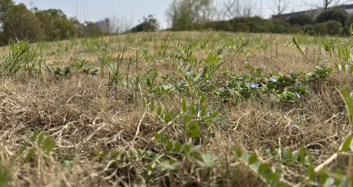 1、天气预告不靠谱，说是阴天，结果今天艳阳高照，饭后继续在外散步，枯黄的草地快看
