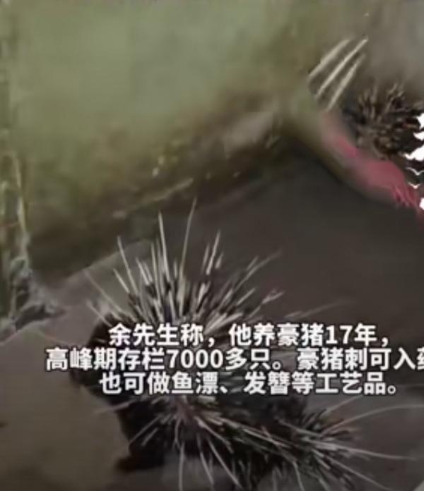 刷到个超绝的致富新闻，四川大哥余千平养豪猪专拔刺卖，一斤能卖400元，比普通猪肉