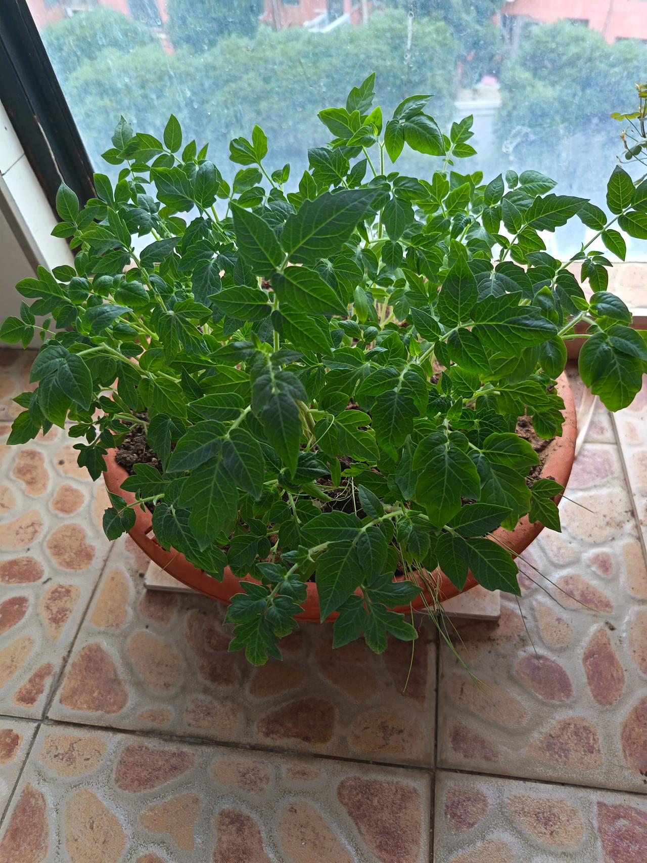 我家有个小阳台，栽了几盆花花草草，由于本人能力有限，没几年，花儿都全部枯萎了。
