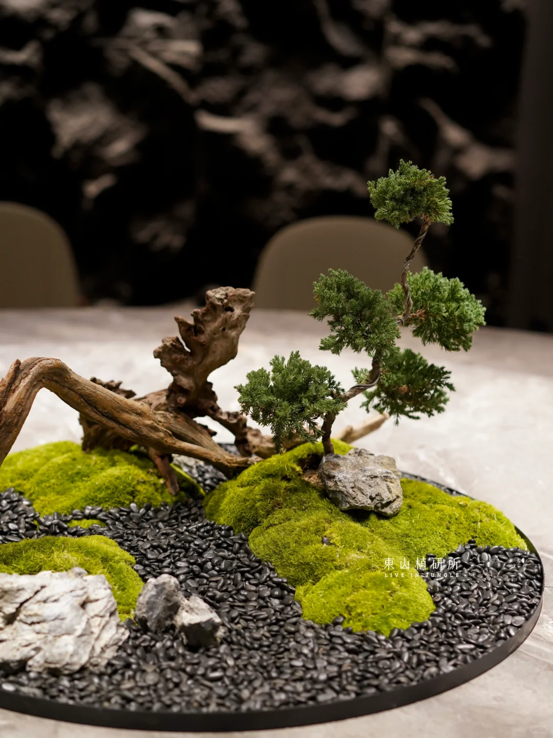 东植x南国花园|苔藓微景观 新中式桌景