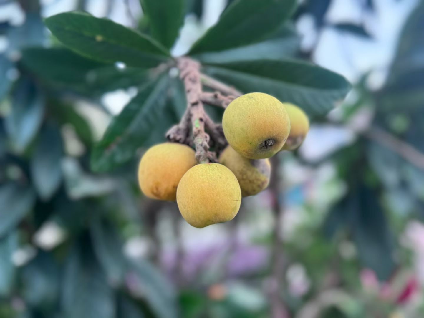 一树枇杷，载满了回不去的旧时光✨春天它结出小果，由小逐渐变大，隐藏于浓浓绿意间的