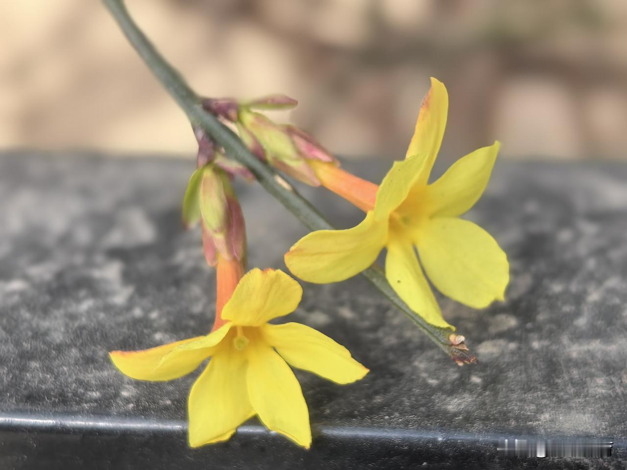 北京市海淀区税务局门前的迎春花
