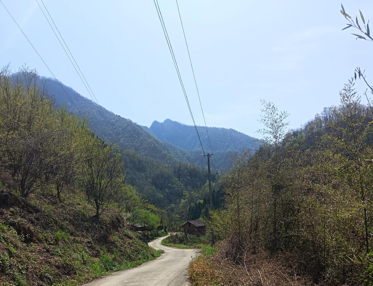 迟到的春色
——仰望高山

山下水清翠草密，
半坡千树吐新枝。
巅峰为何枯叶飘，