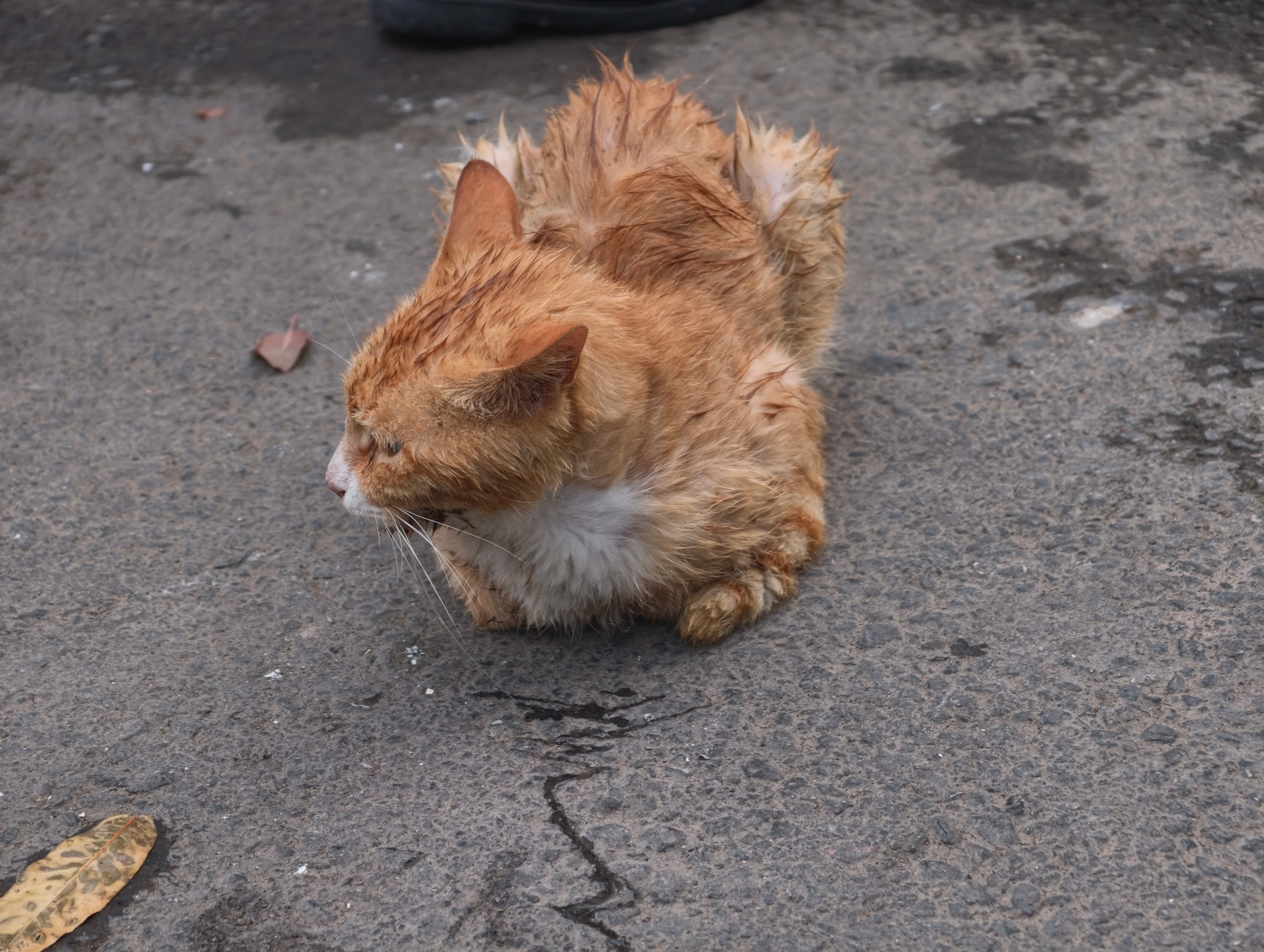 小区的流浪猫猫生病了希望它能平平安安挺过来