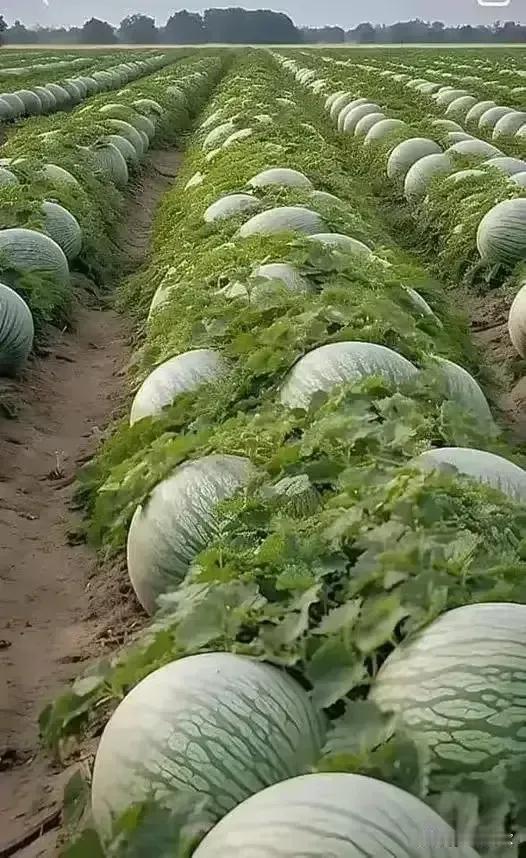 有关基因的科技与狠活再不管，未来就是这样吧？