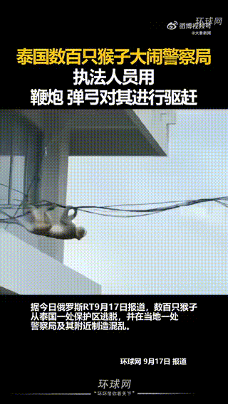 泰国数百只猴子大闹警察局，执法人员用鞭炮弹弓驱赶闹事猴群： 日前，据泰国媒体报道