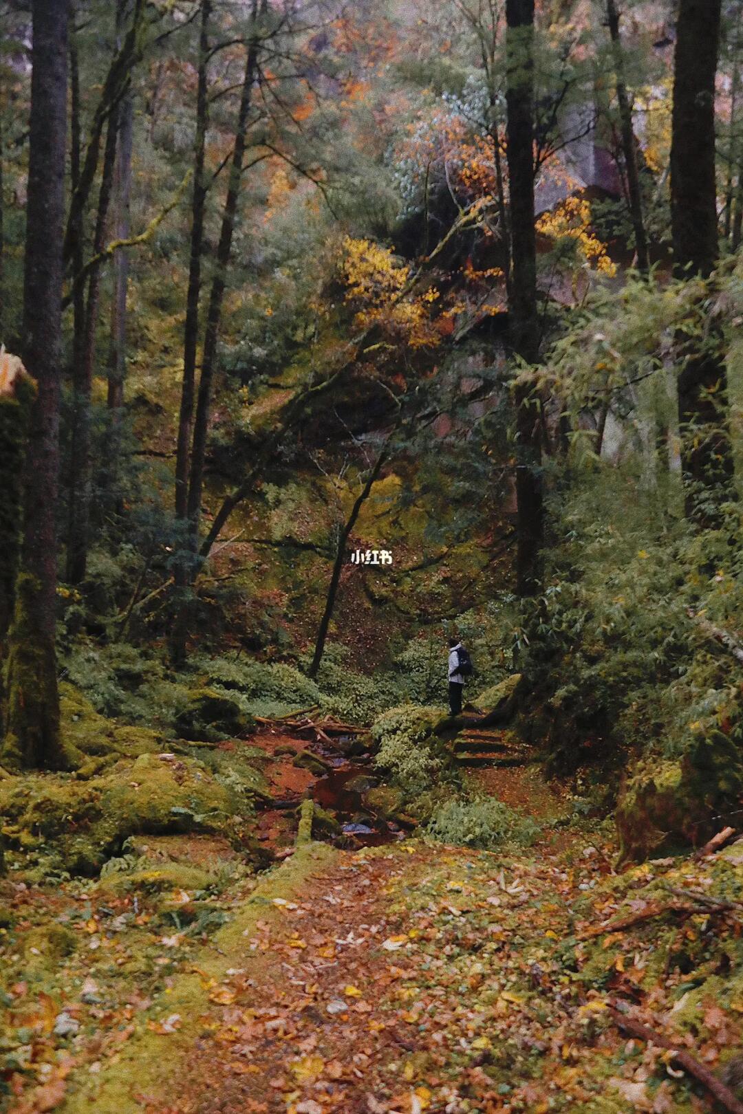 云南这个严重被低估的地方❗️秋景也太绝了❗️