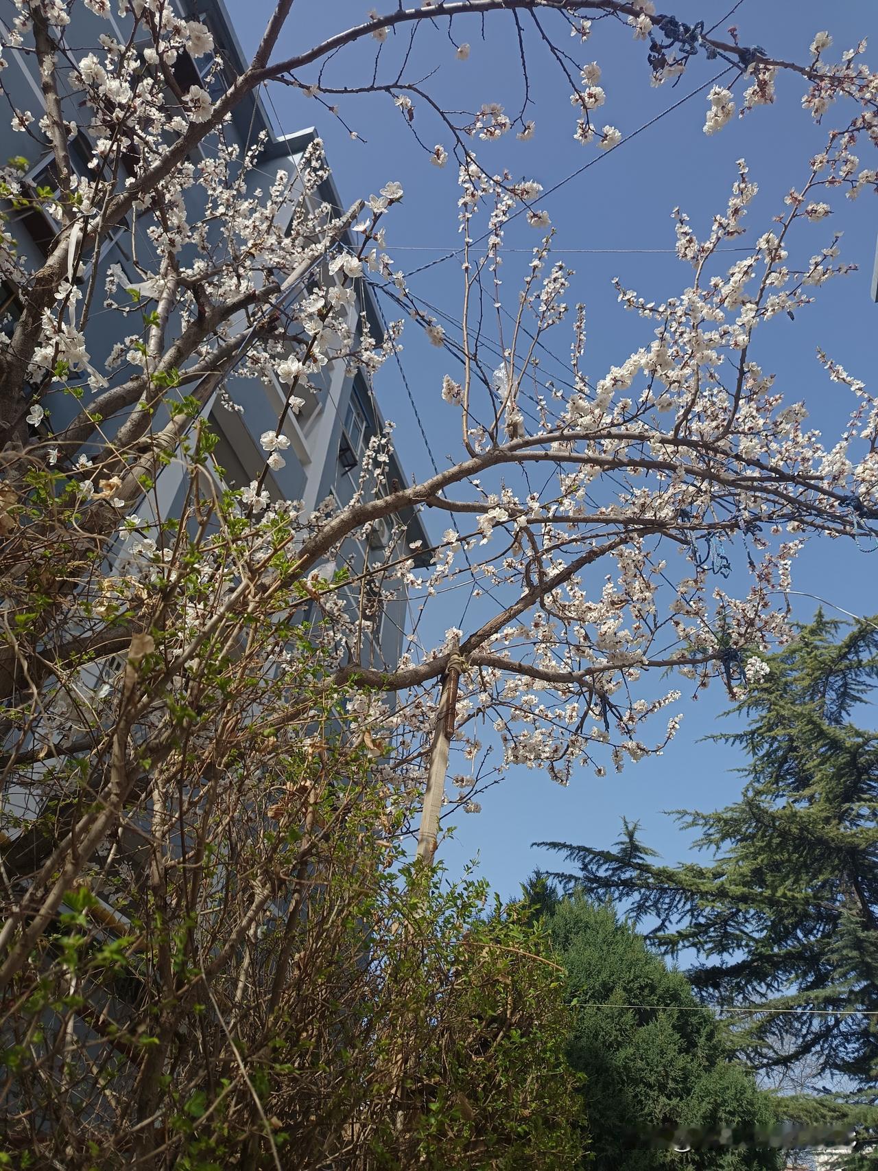 想想就怕，我是不是真的会老年痴呆啊！早上吃一个白水蛋，但我转头彻彻底底的忘了。