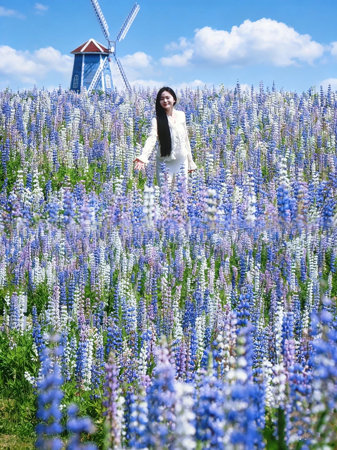 不是新西兰，南昌也有鲁冰花海！