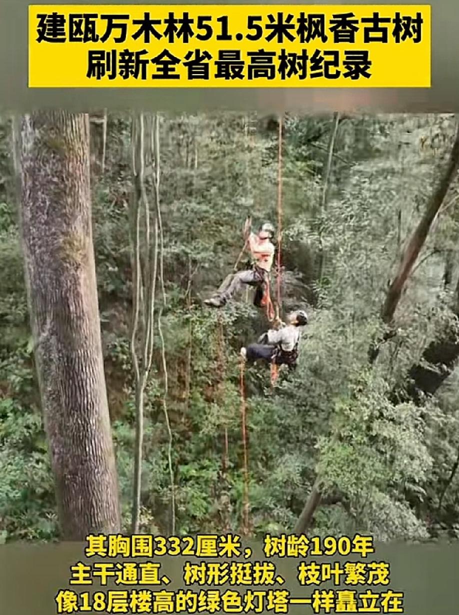 福建省的最高树找到了，相当于17层楼的高度，全省超过50米的高树仅此一株。
 